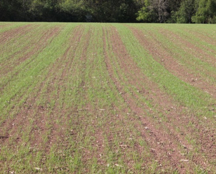 Farmers already sowing grass to get an early bite
