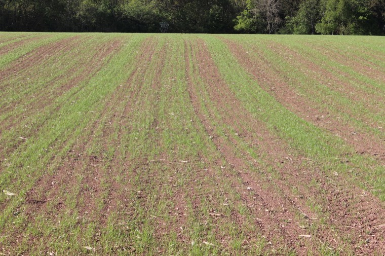 Farmers already sowing grass to get an early bite