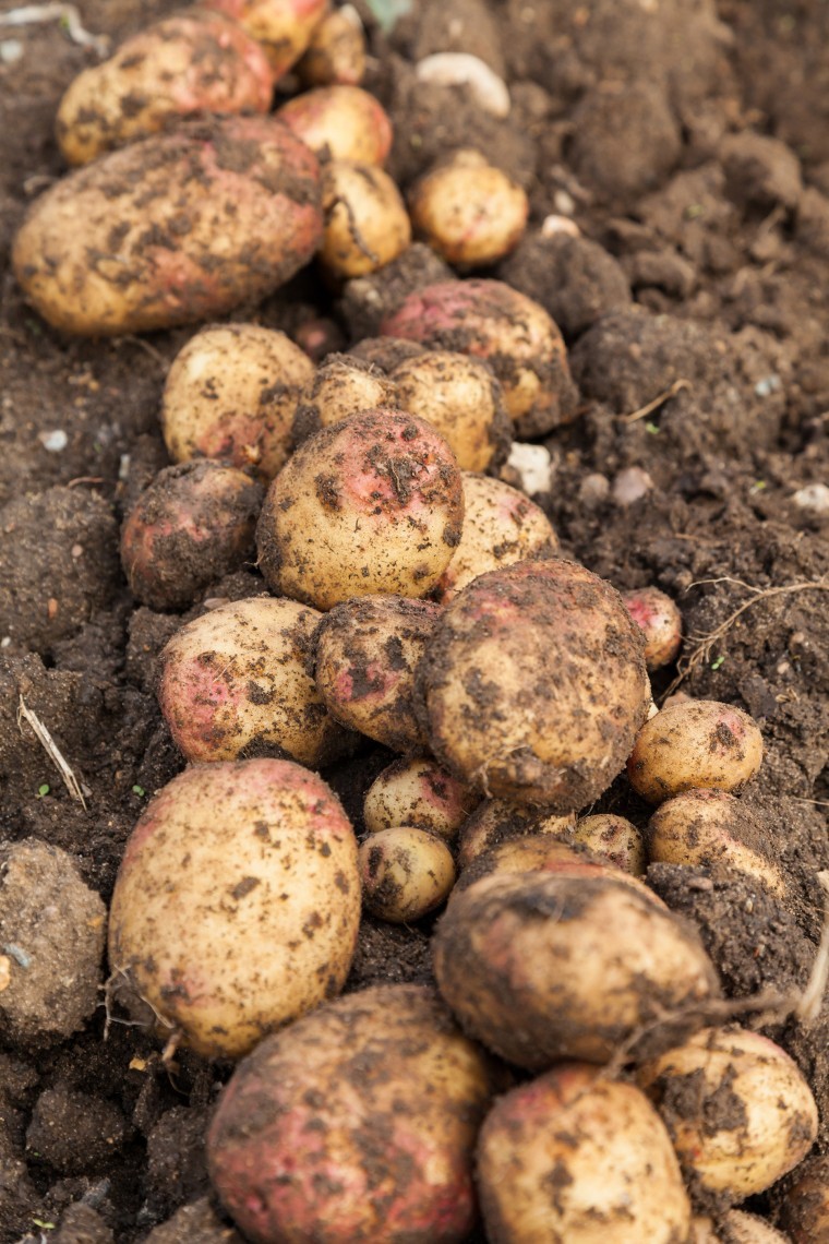 Mud spoils potato trade with Canaries