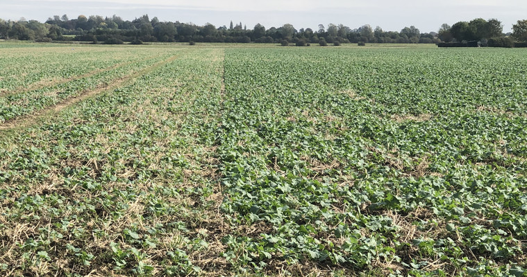 Starter fertiliser could give OSR a reprieve