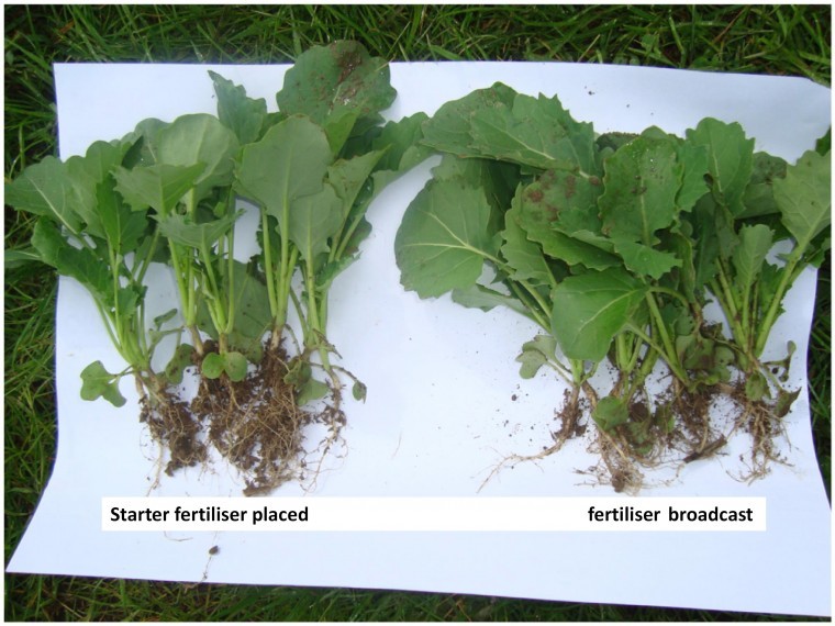 N and P for Oilseed Rape establishment