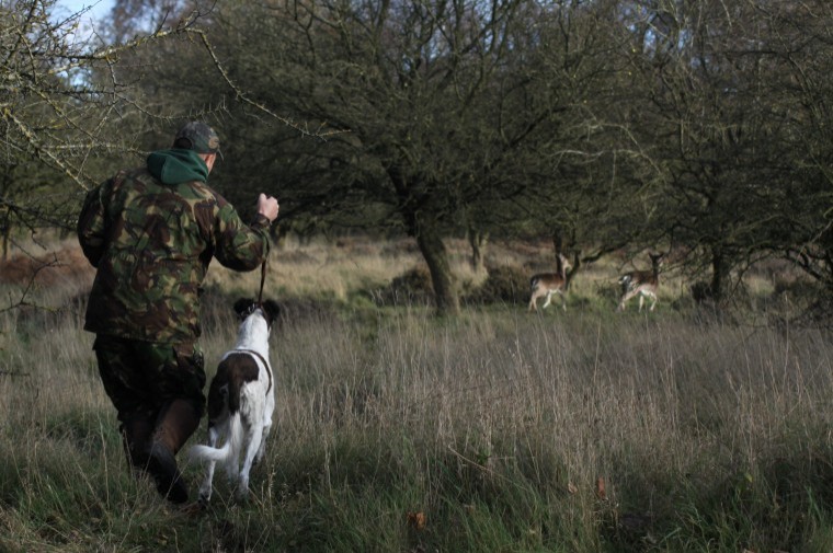 New dogs bred for illegal coursing