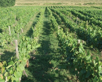 Established prize winning vineyard