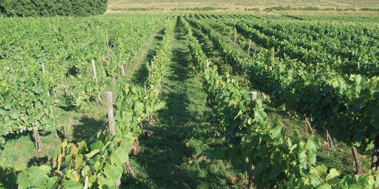 Established prize winning vineyard