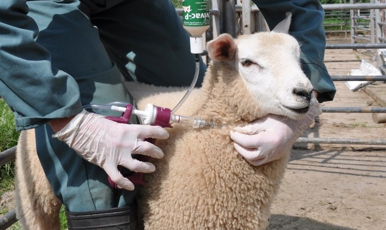 UK sheep producers urged to protect lambs from spring disease threat