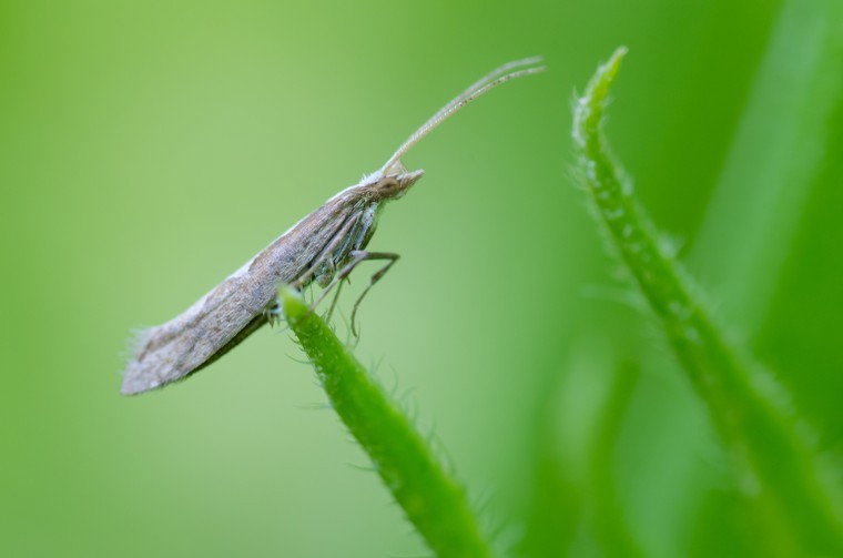Social media alerts growers to moth invasion