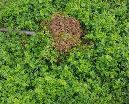 Phacelia and oil radish uncovered as soil saviours