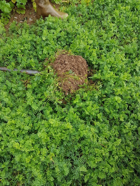 Phacelia and oil radish uncovered as soil saviours