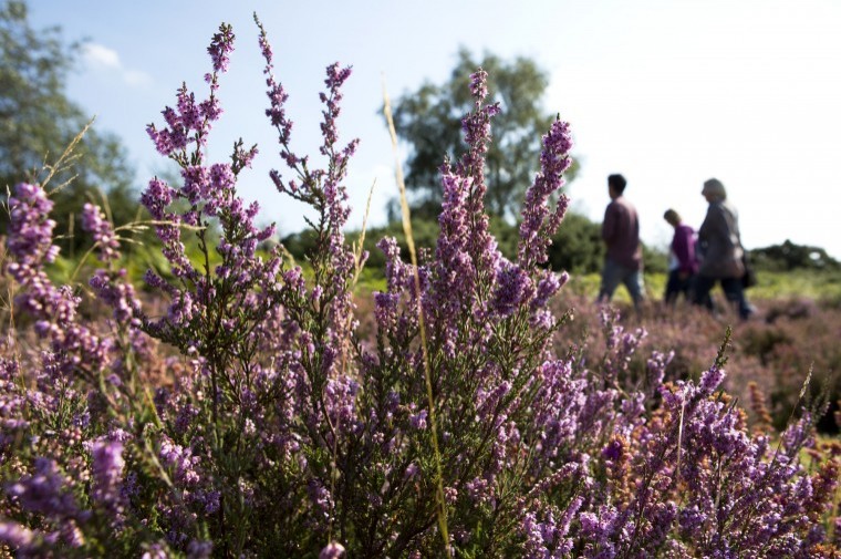 Heathland area size of 70 football pitches conserved