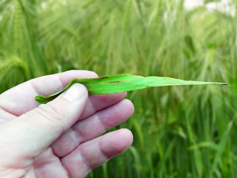 Trial plots point to better Ramularia reduction from earlier fungicide spray