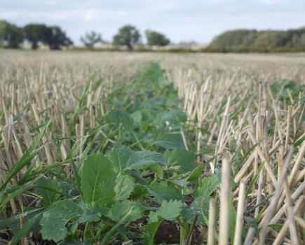 Moisture creates opportunity for late drilled oilseed rape