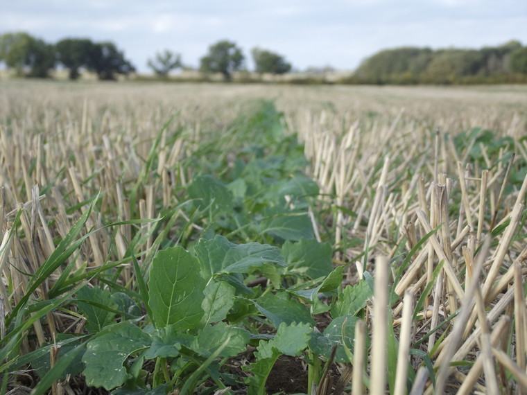 Moisture creates opportunity for late drilled oilseed rape