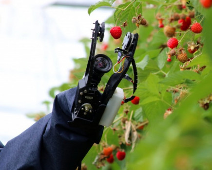 Fruit grower signs up to test raspberry harvesting robot system