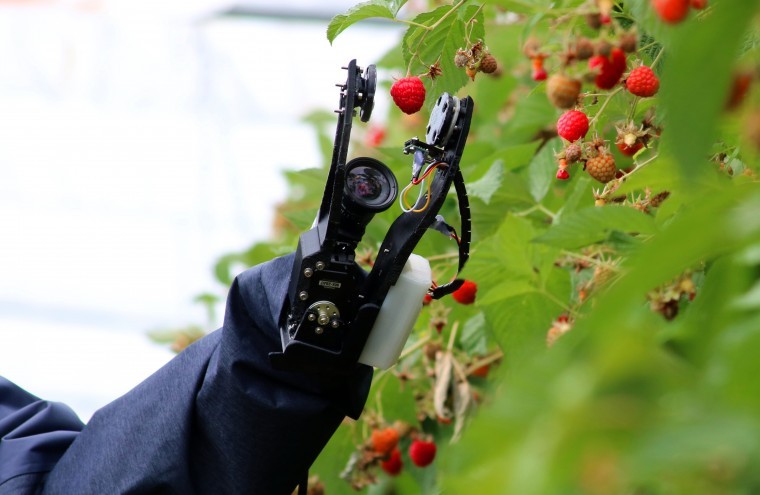 Fruit grower signs up to test raspberry harvesting robot system