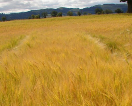 Identify your spring barley market