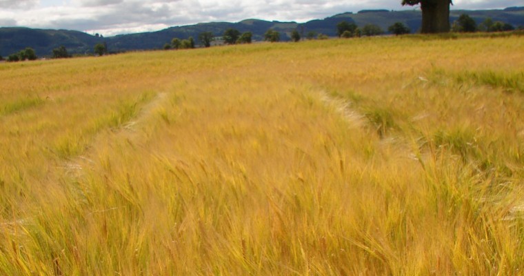 Identify your spring barley market