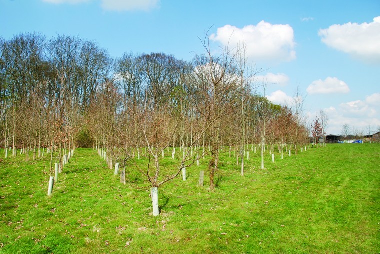 £10m to boost tree planting