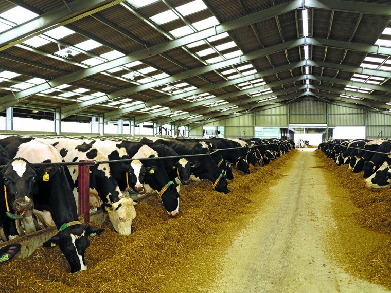 Building promotes herd health