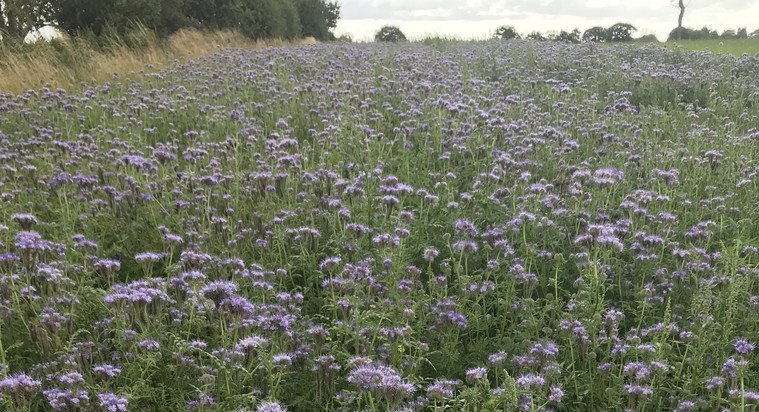 BEE ROAD aims to plant pollinator ‘pit stops’ across Britain