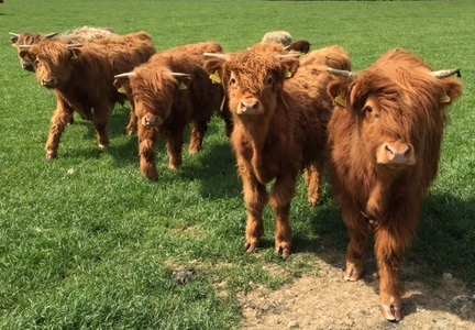 Cattle for conservation grazing