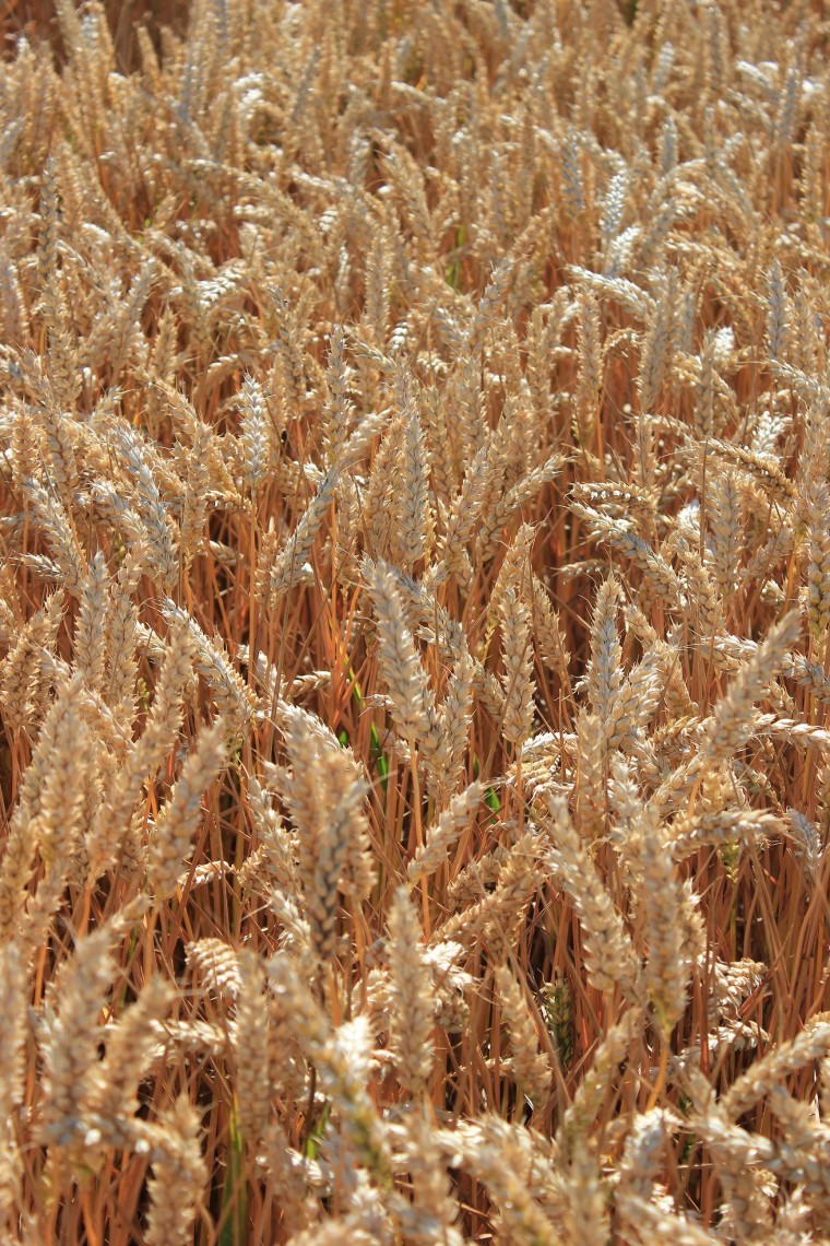 Huge yield of British milling wheat