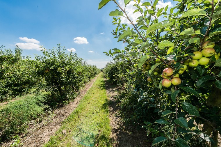 Orchards and soft fruit