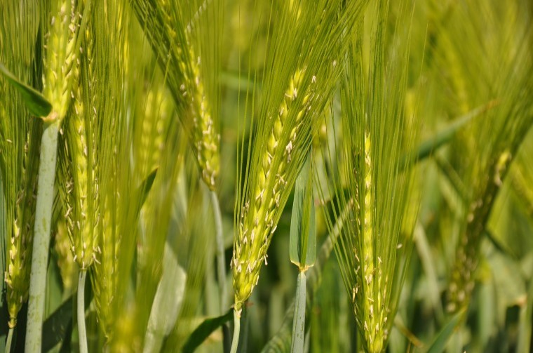 New barn-filling barley adds weight to higher hybrid quality