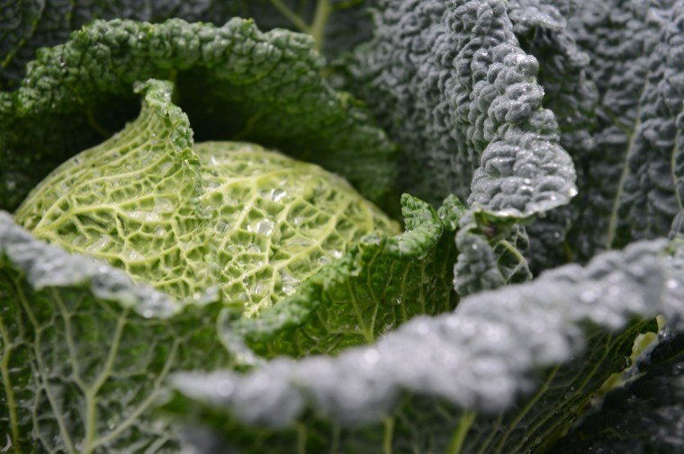 Brassica alert texts the time for disease treatment