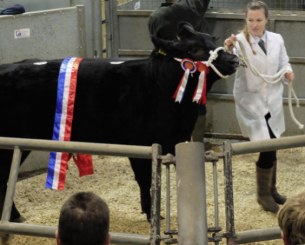 Ashford Cattle Show