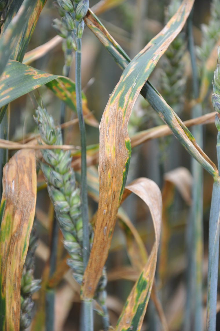 Survey gives 2020 vision into wheat disease woes