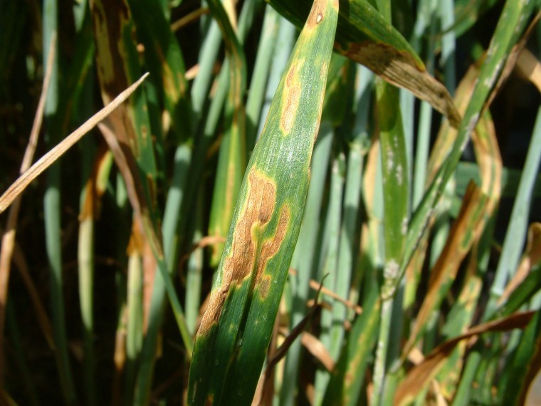Industry poll highlights role for greater Septoria understanding
