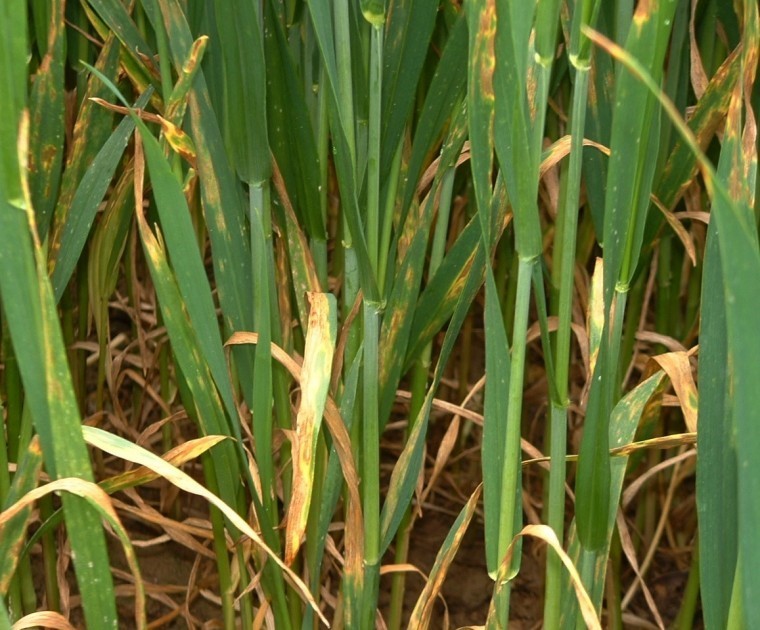 Don’t neglect late season fungicide programmes and timings