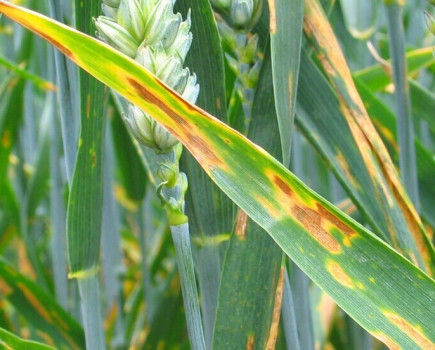 Act early to stop yellow rust and Septoria