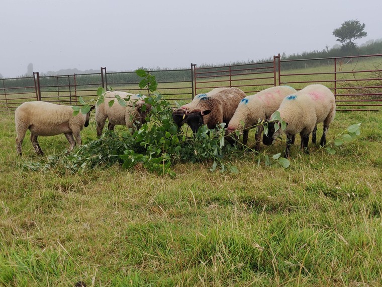 Feed trees to sheep to cut greenhouse gases