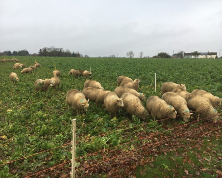 Cover crop termination