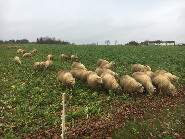 Cover crop termination