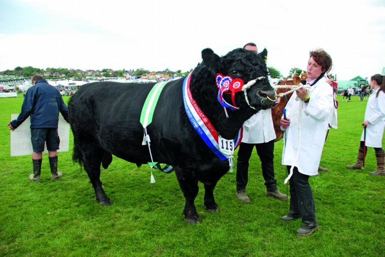 10-year-old Dexter named Dairy Champion