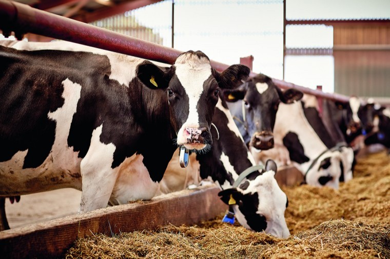Silage analysis key to maximising milk-from-forage