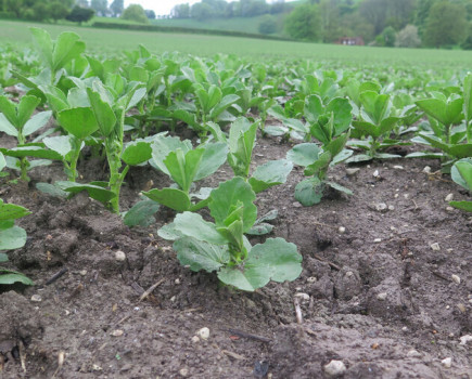 Bean crops under disease pressure