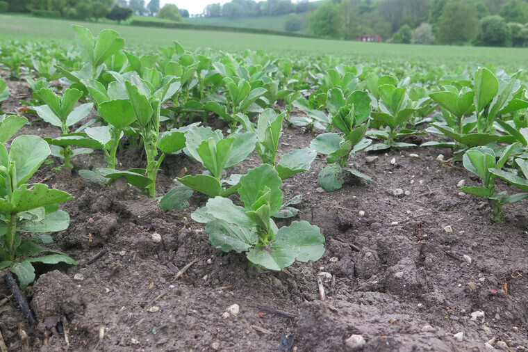 Bean crops under disease pressure