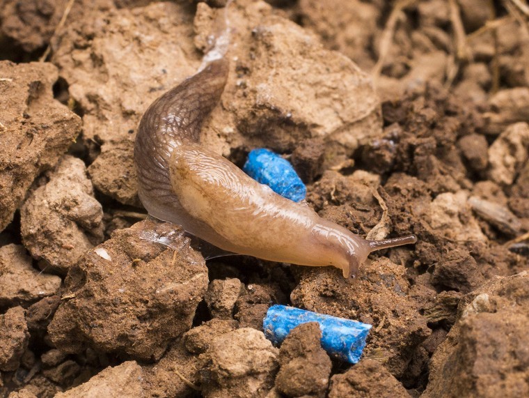Cover crop trials provide insight into slug activity
