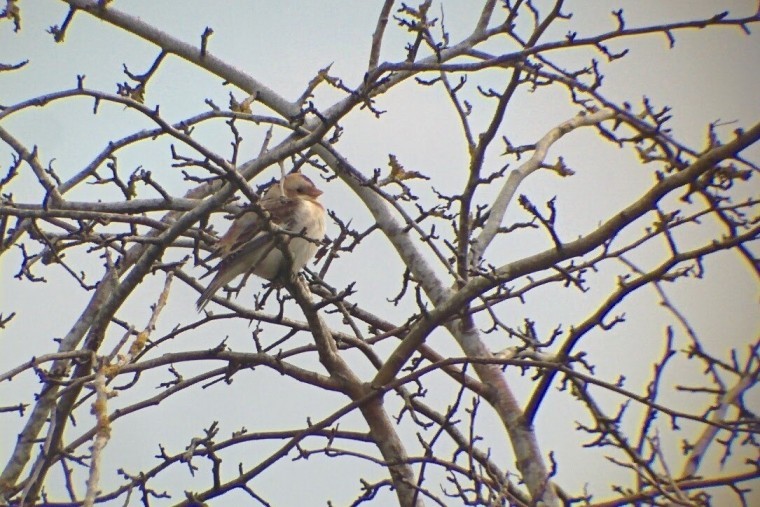 Rare birds spotted during the 2016 Big Farmland Bird Count