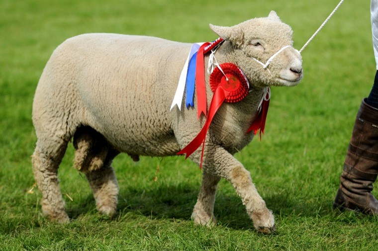 Society celebrates the sheep industry
