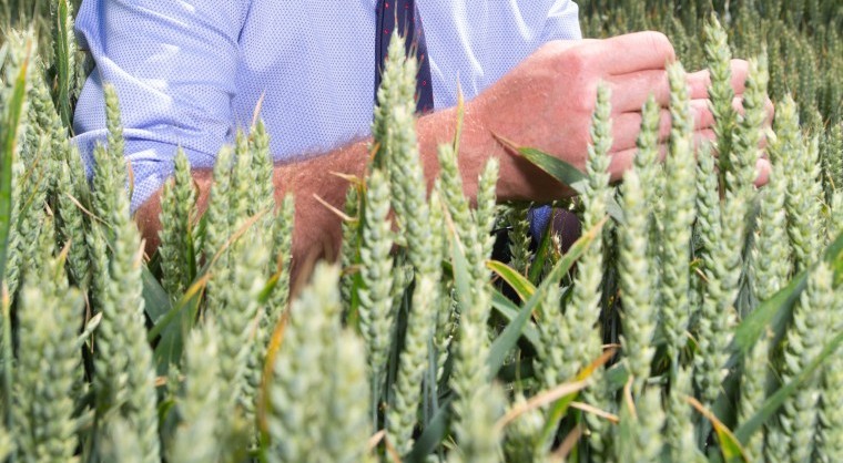 Early trials results show promise for hybrid wheats