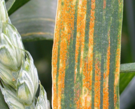 Growers warned watch out for yellow rust