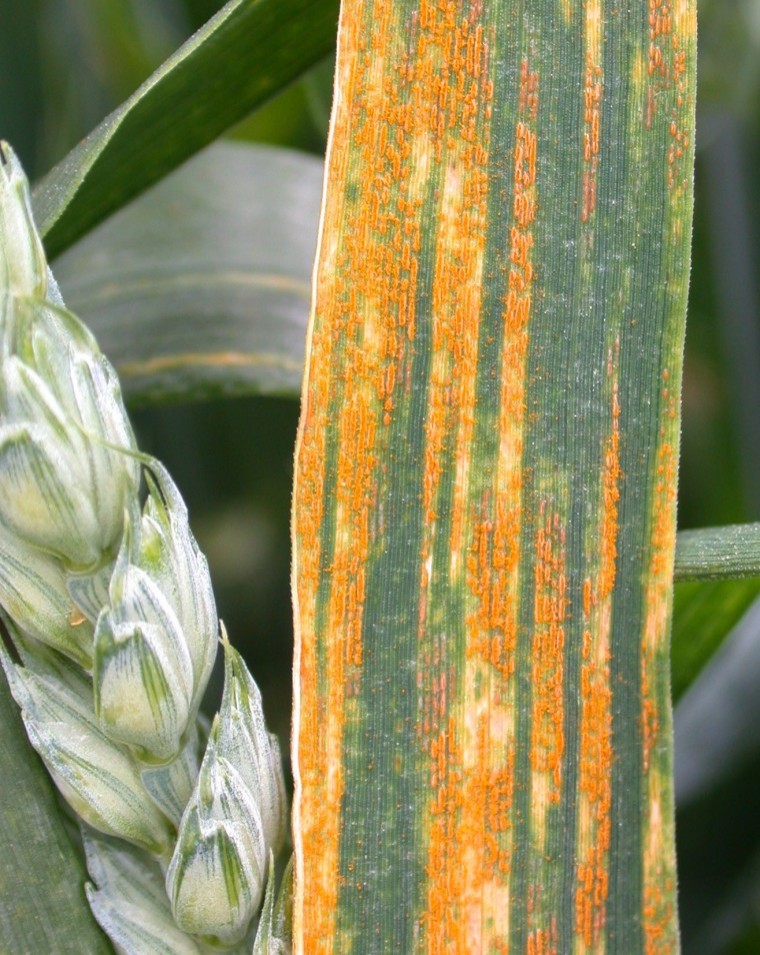 Growers warned watch out for yellow rust