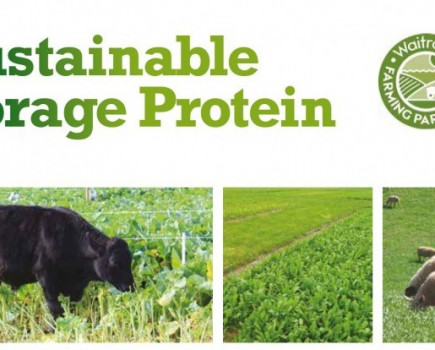 Forage protein potential