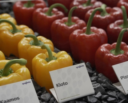 New vegetable varieties to meet changing retail trends