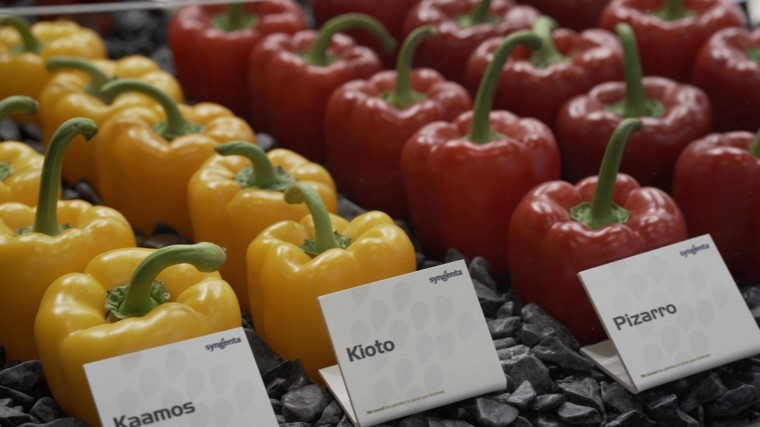 New vegetable varieties to meet changing retail trends