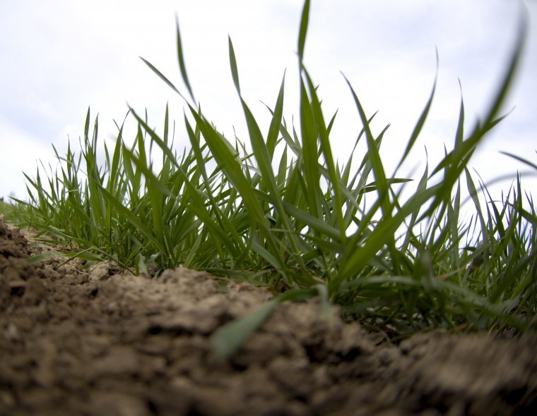 Prevention rather than cure will be key to 2016 winter wheat margins